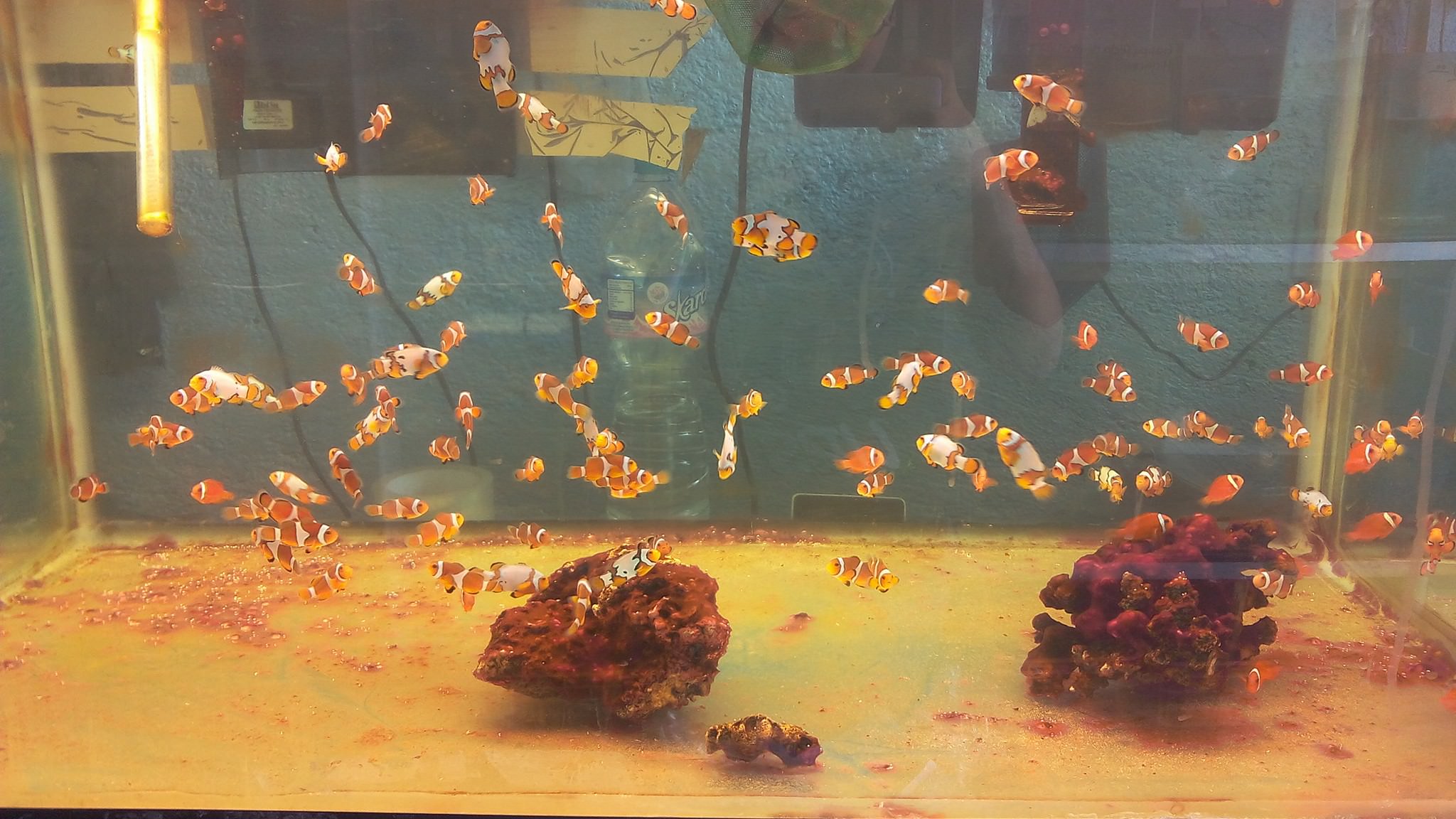 Peces 04